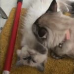 blue point ragdoll Tom (ragnor) from gccf active parents