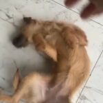 adorable patterdale terrier x for sale