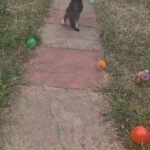 2 Tabby