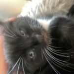 kittens for sale