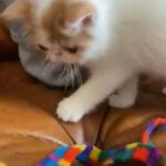 pure breed exotic shorthair female