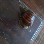 Baby Giant african land snail