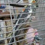 Cockatiel Pair (Male & Female)