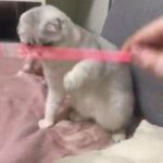 Scottish Fold Boy TICA Registered
