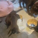 Beautiful Litter Cocker Spaniel Puppies