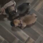 french bulldog puppies