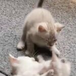 Seal Lynx Point Bengal Kittens