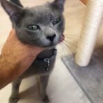 Russian blue Stud (Pure breed & TICA registered)