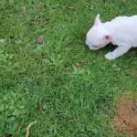 French bulldog puppy (last remaining female)