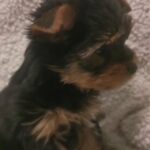 Boy Yorkshire terrier