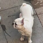 French bulldog stud