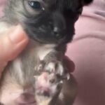 xxxtiny Chihuahua puppies 2 boys 1 girl