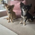 mr wilson tiny tiny 1.8 Chihuahua for Stud