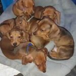 stunning red dapple miniature puppies