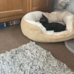 2 female kittens ready to go