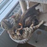 TICA registered Brown bengals