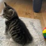 Bengal mixed kitten female