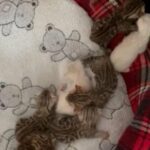 TiCA ACTIVE Registered champions on pedigree Snow Silver Brown/black