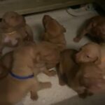 Hungarian Vizsla puppies