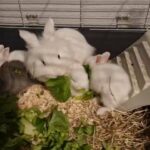 Double Mane Lionhead Babies