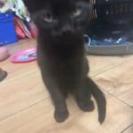 3 months black cat
