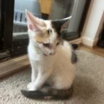 beautiful cat of 3 months