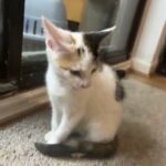 Beautiful mixed cat