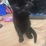 3 months black cat