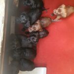 labador puppies for sale