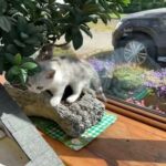 exotic silver tabby male kittens