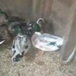 call ducks