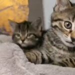 Two gorgeous kittens ready to go this weekend