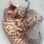 Bengal Kittens