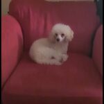 Stunning Proven Toy Poodle Stud, Extensive DNA Tests all Clear