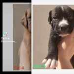 alpha Bulldog X Mastiff pups (open to sensible offers)