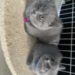 British shorthair kittens for sale