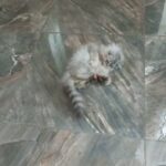 3 stunning chinchila persian