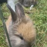 English angora baby rabbits