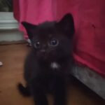 Black Coloured American Shorthair Kitten
