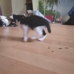 Black & White American Shorthair Kitten