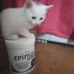 White Coloured American Shorthair Kitten