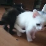 Mixed Coloured American Shorthair Kitten