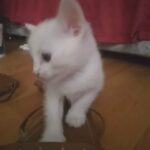 White American Shorthair