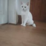 White American Shorthair