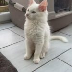 White Mainecoon