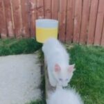 White Mainecoons available