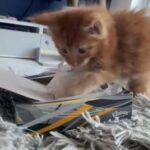 Red Tabby Mainecoon