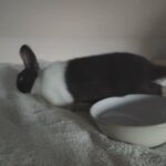 bunny