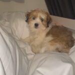 male Lhasa apso puppy