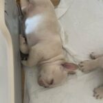 DWKC frenchie pups 1 girl 2 boys avalible